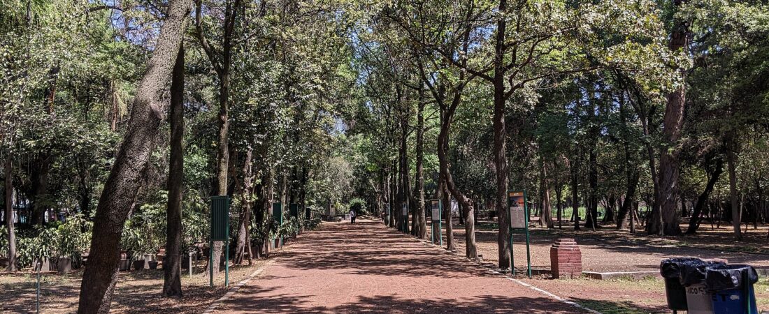 Cómo llegar a Coyoacán: Metro, Metrobús y dónde estacionarte